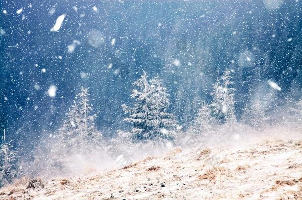 冬仙境-圣诞节背景和下雪的冷杉树采用