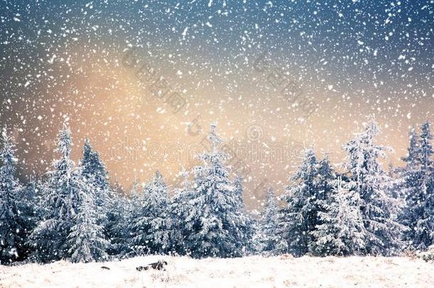 冬仙境-圣诞节背景和下雪的冷杉树采用
