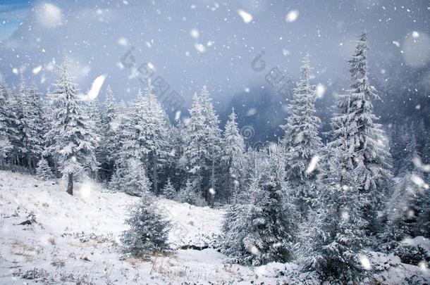 冬仙境-圣诞节背景和下雪的冷杉树采用