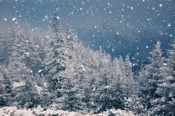 冬仙境-圣诞节背景和下雪的冷杉树采用