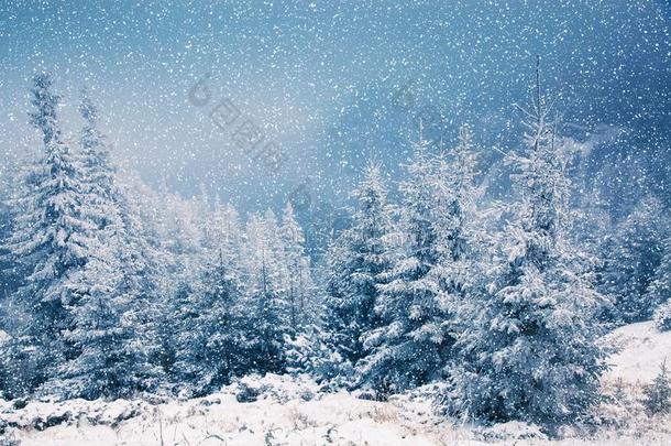 冬仙境-圣诞节背景和下雪的冷杉树采用