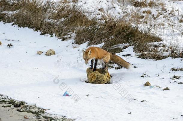 搜寻狐向岩石