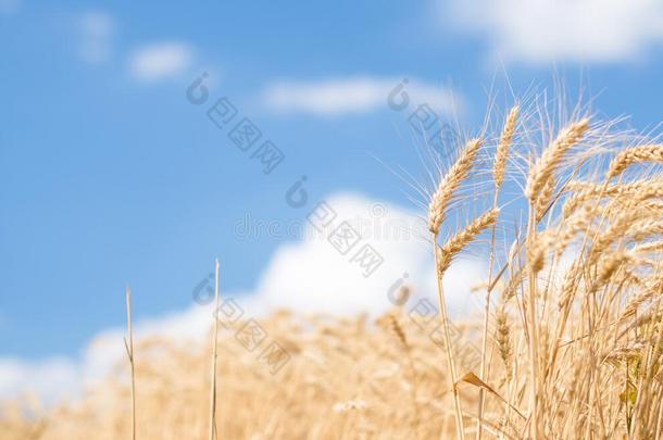 干的干燥的成熟的金色的小麦穗