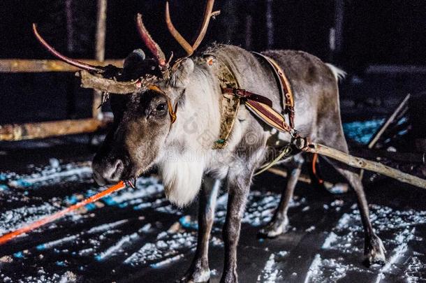 驯鹿雪橇在夜在伊瓦洛芬兰