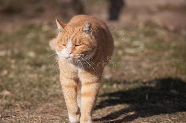 一漂亮的肥的猫刚才恢复从一n一p.