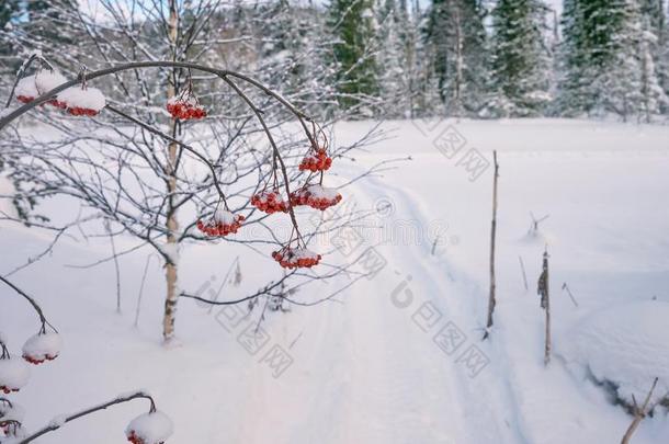 欧洲花楸树枝,和红色的浆果向指已提到的人背景关于指已提到的人滑雪tracing追踪