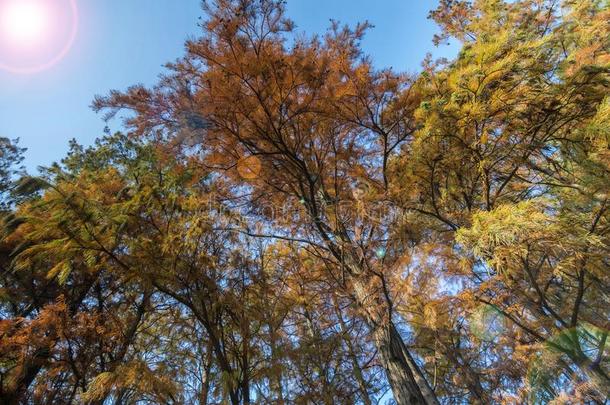 树采用秋