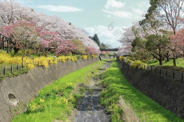 樱桃树一起指已提到的人干的干燥的运河在斯露塔基宁Koen斯露塔大事记