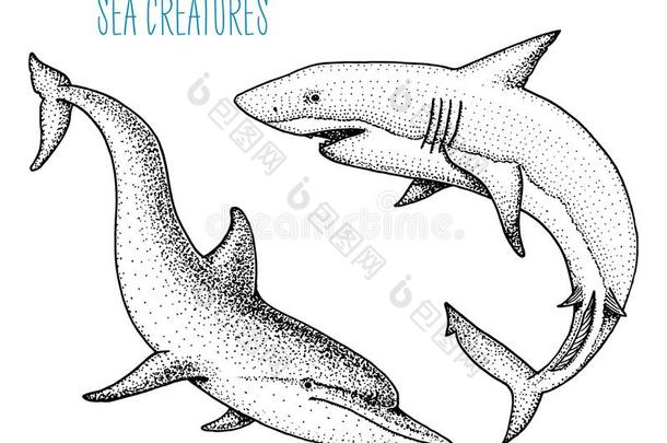 海生物<strong>海豚</strong>和白色的<strong>鲨鱼</strong>.在上雕刻h和疲惫的采用老的