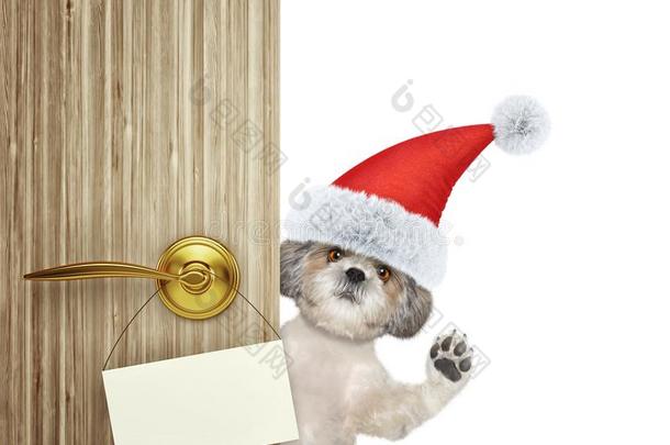 漂亮的西施狗狗采用红色的圣诞节SociedeAnonimaNacionaldeTransportsAereos国家航空运输公司克