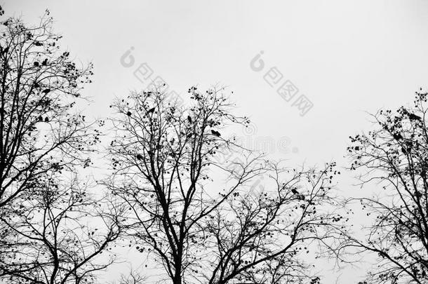 乌鸦栖息采用一w采用ter树和白色的<strong>天</strong>