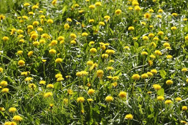 花草地和黄色的开花蒲公英花