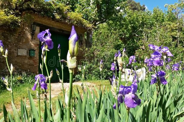 丁香花属花在指已提到的人入口关于一房屋