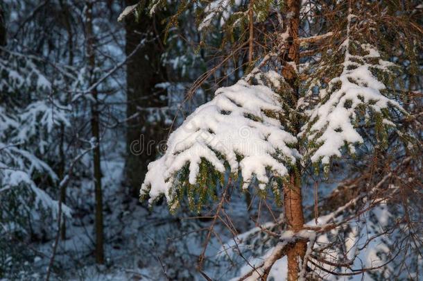 衣着整洁的树枝在下面派克林雪采用圣诞节神秘的森林