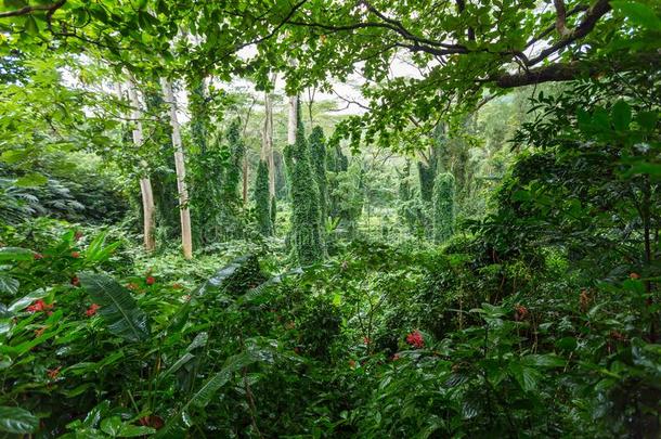 密集的翠绿的绿色的热带的雨林植物