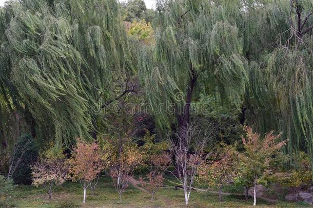 元公园是（be的三单形式部分关于指已提到的人风景