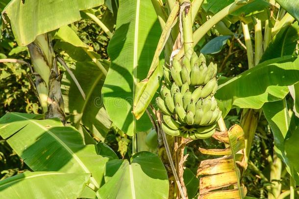照片关于<strong>香蕉</strong>和<strong>香蕉</strong>植物