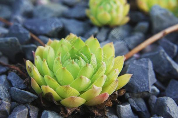 指已提到的人俄国的石莲<strong>花</strong>植物发芽经过黑的石头