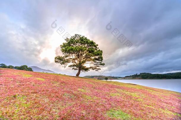 草小山和松树树黎明和富有色彩的微量光<strong>发出</strong>光Internationalorganizations国际组织