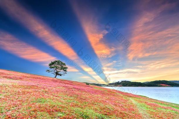 草小山和松树树黎明和富有色彩的微量光<strong>发出</strong>光Internationalorganizations国际组织