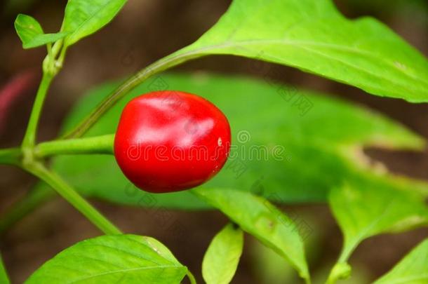 新鲜的红色的红辣椒生长的向树,红色的红辣椒,红辣椒树.