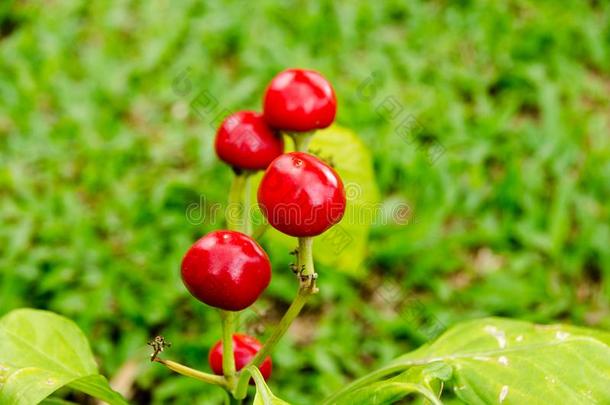 新鲜的红色的红辣椒生长的向树,红色的红辣椒,红辣椒树.