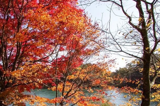 富有色彩<strong>的</strong>树叶关于树在指已提到<strong>的人湖边</strong>采用秋.