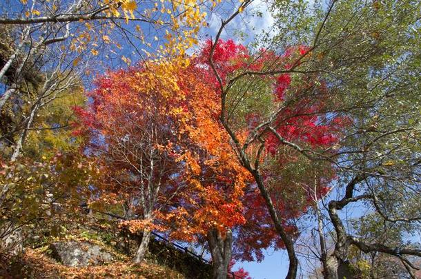 富有色彩的树叶关于树在指已提到的人湖边采用秋.