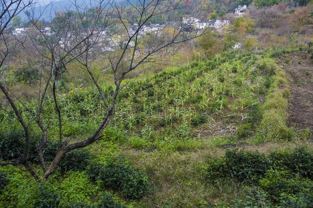 秋风景关于宏村村民,义县县,黄山,酐