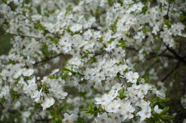 许多白色的花关于樱桃李子
