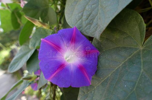 单一的紫色的花关于早晨光荣