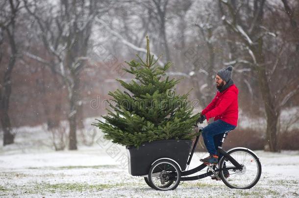 男人骑脚踏车兜风家和一大的Christm一s树