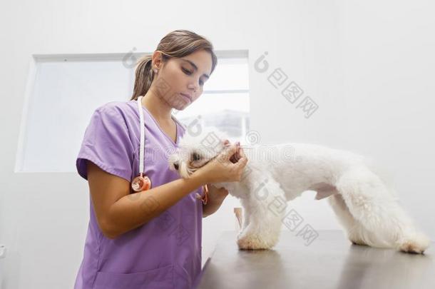 医生清洁狗耳朵采用诊所为兽医职业