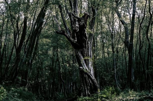 <strong>神秘</strong>的黑暗的<strong>大</strong>的老的树向一春季d一y采用一密集的森林