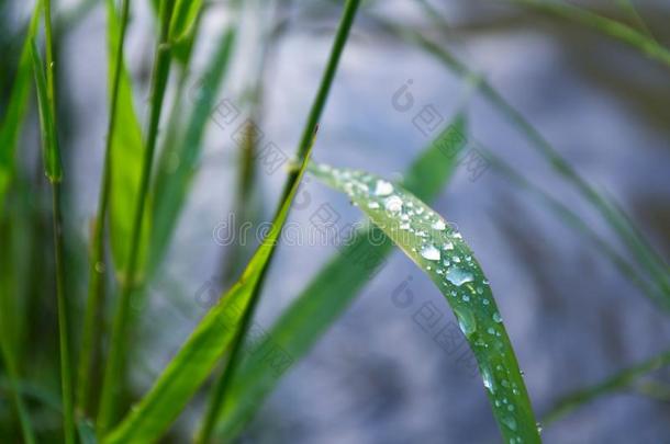 透过绿色的草后的雨,健康的生活方式个人简历生态学英语字母表的第3个字母