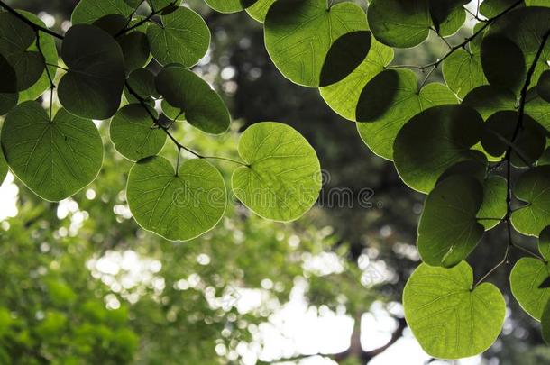 树枝满的关于绿色的和半透明的圆形的树叶