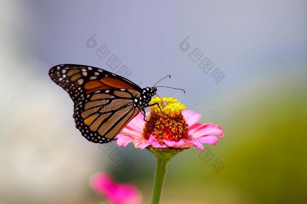 君主蝴蝶<strong>萃取</strong>花蜜从一粉红色的zinni一花winter冬天