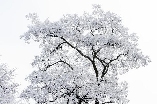 树大量的和白色的使结冰霜向有雾的天