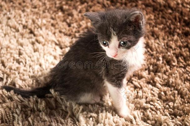 婴儿灰色-白色的猫一次向地毯采用指已提到的人房屋