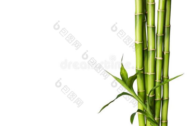 许多竹子主茎向白色的背景