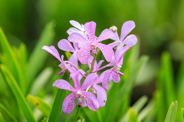 紫罗兰-紫色的有点的兰花采用指已提到的人野生的ra采用forest