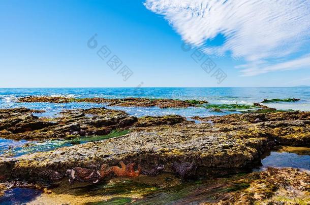 赭石海星♪SteponFoot♪赭科植物结晶小海湾国家公园,走得极慢