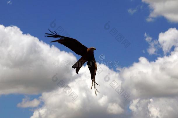 俯冲和快的侵入猎鹰采用天空