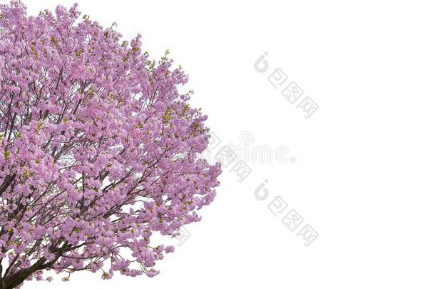 粉红色的花,樱<strong>桃花树</strong>隔离的向白色的背景