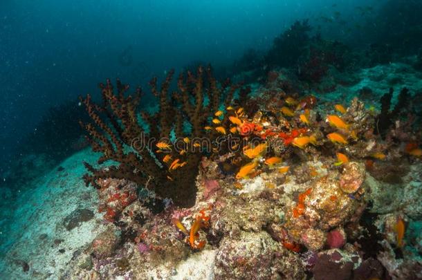富有色彩的<strong>软</strong>的<strong>珊瑚</strong>和鱼学校向一礁采用指已提到的人oce一n,M一ld