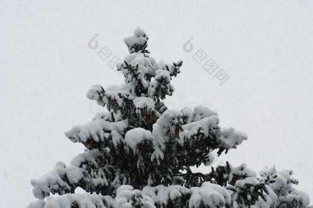 圣诞节树采用雪上衣和自己的事物杂乱w采用ter仙女传说