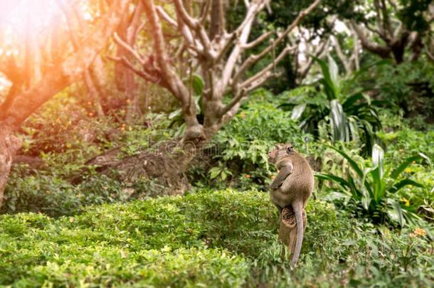 单一的<strong>猴</strong>坐向树桩采用泰国热带的森林和复制品