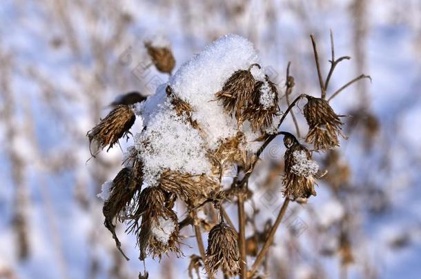 雪和<strong>苍耳</strong>属植物杂草