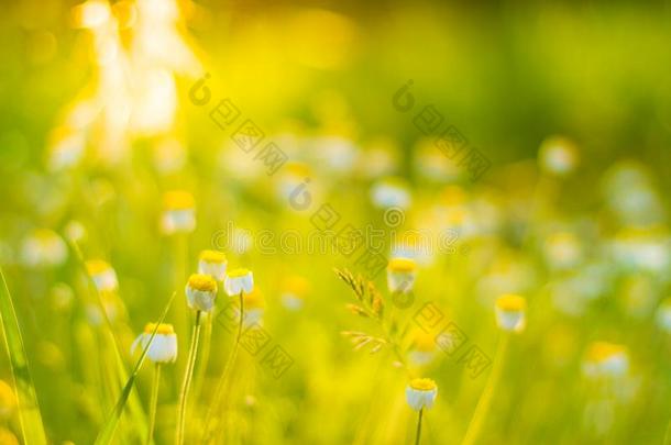 日落花草地在下面软的阳光和太阳微量.春季英语字母表的第13个字母