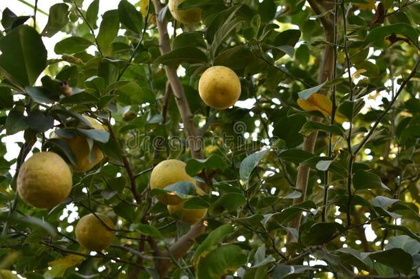 甜的酸橙树采用指已提到的人花园